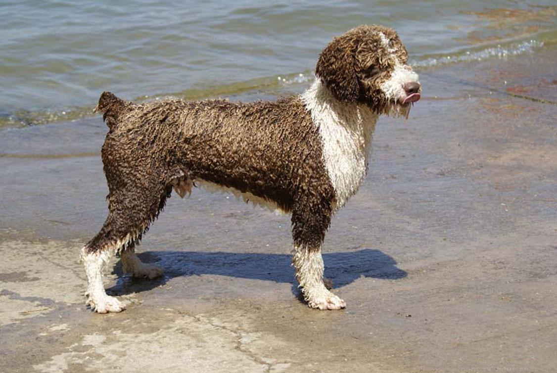 Испанская водяная собака на фоне моря фото