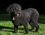 Spanish Water Dog on the grass