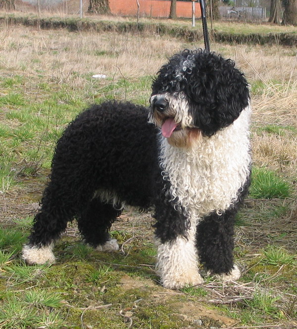 Spanish Water Dog wallpaper