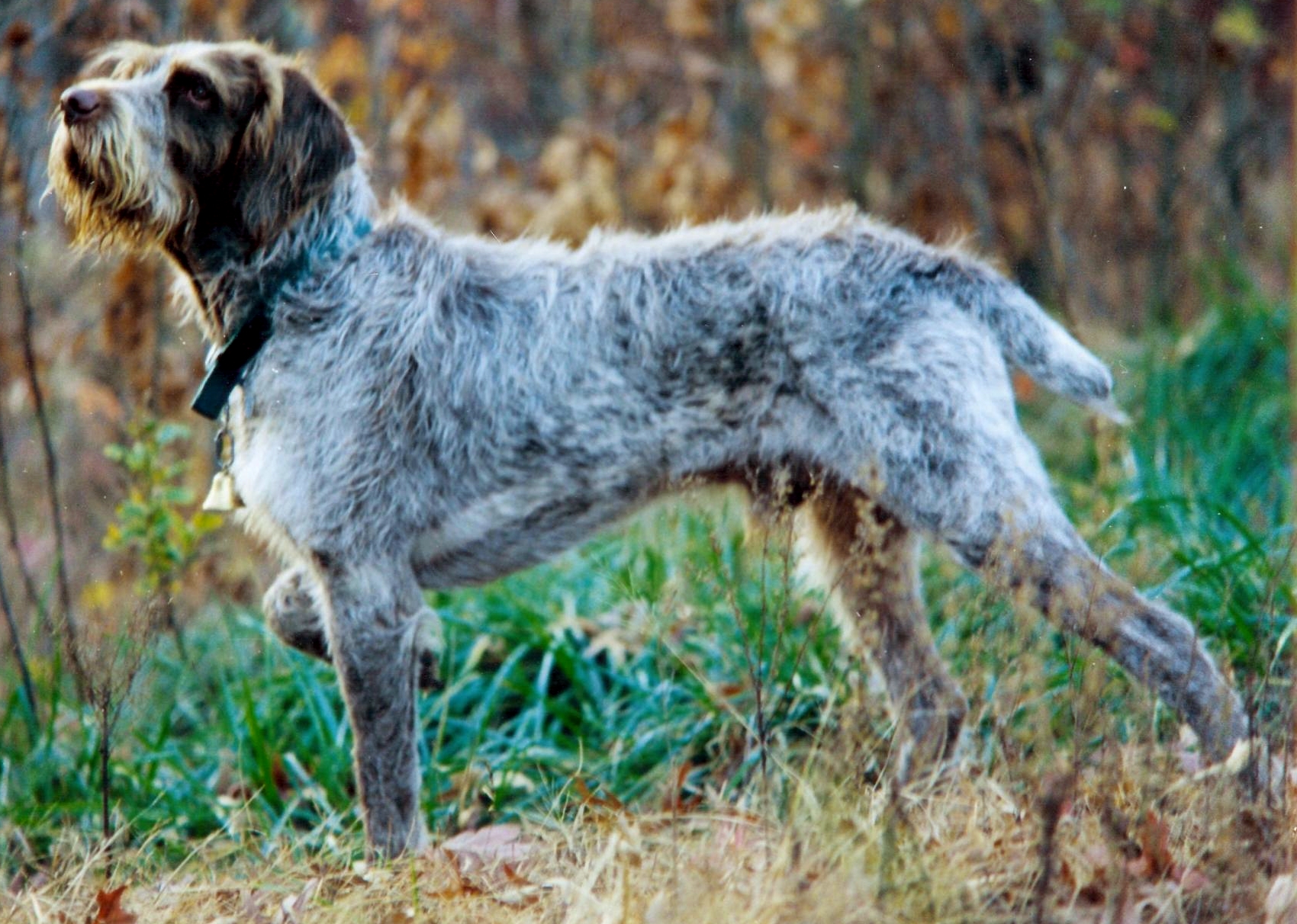 Spinone Italiano wallpaper