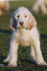 Spinone Italiano