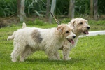 Sporting Lucas Terrier dogs