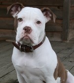 Spotty Alapaha Blue Blood Bulldog