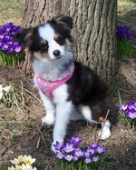 Spring Miniature Australian Shepherd