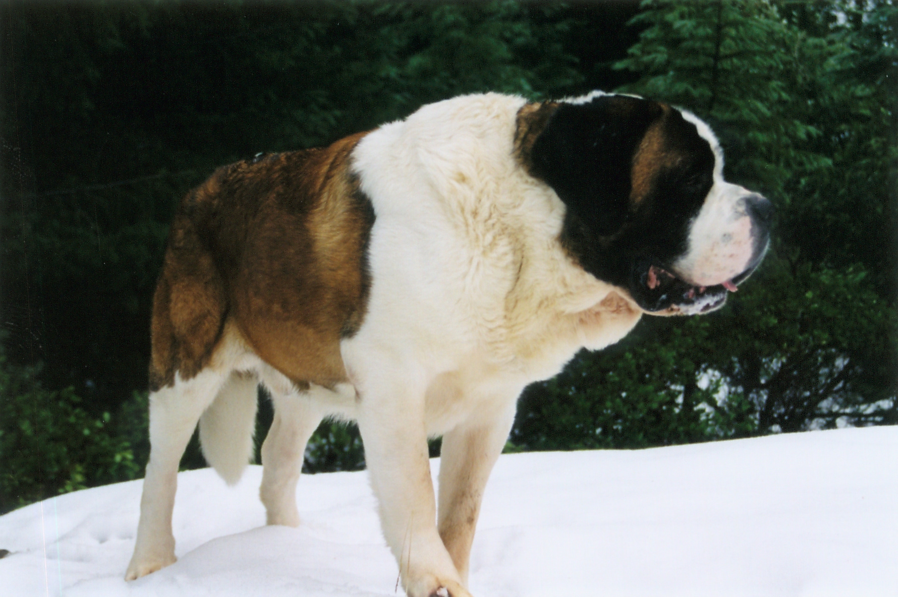 St. Bernard wallpaper