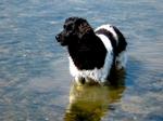 Stabyhoun in the water