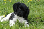 Stabyhoun puppy in the grass