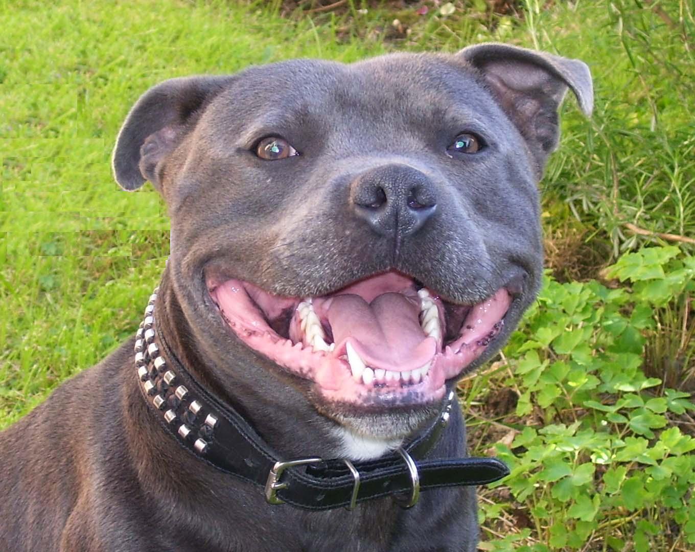 Staffordshire Bull Terrier dog face photo and wallpaper. Beautiful