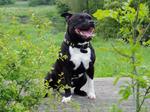 Staffordshire Bull Terrier for a walk