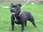 Staffordshire Bull Terrier on the grass