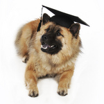 Student Eurasier dog