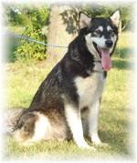 Sunny Alaskan Malamute 