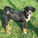 Sunny Appenzeller Sennenhund dog 