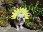 Sunny Easter Bulldog