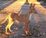 Sunset Podenco Canario dog