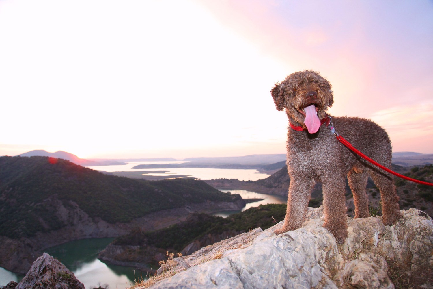 Испанская водяная собака на закате фото