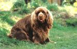 Sussex Spaniel for a walk