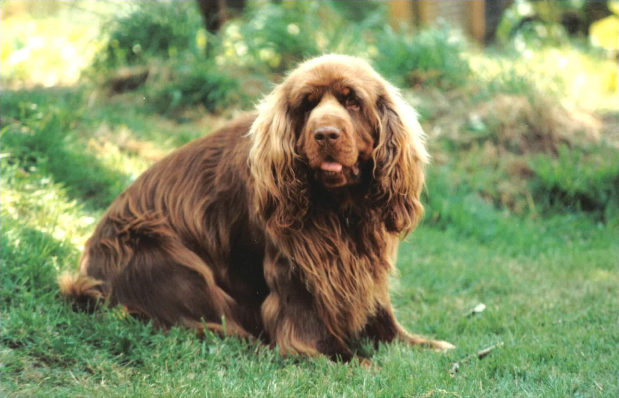 Sussex Spaniel for a walk wallpaper