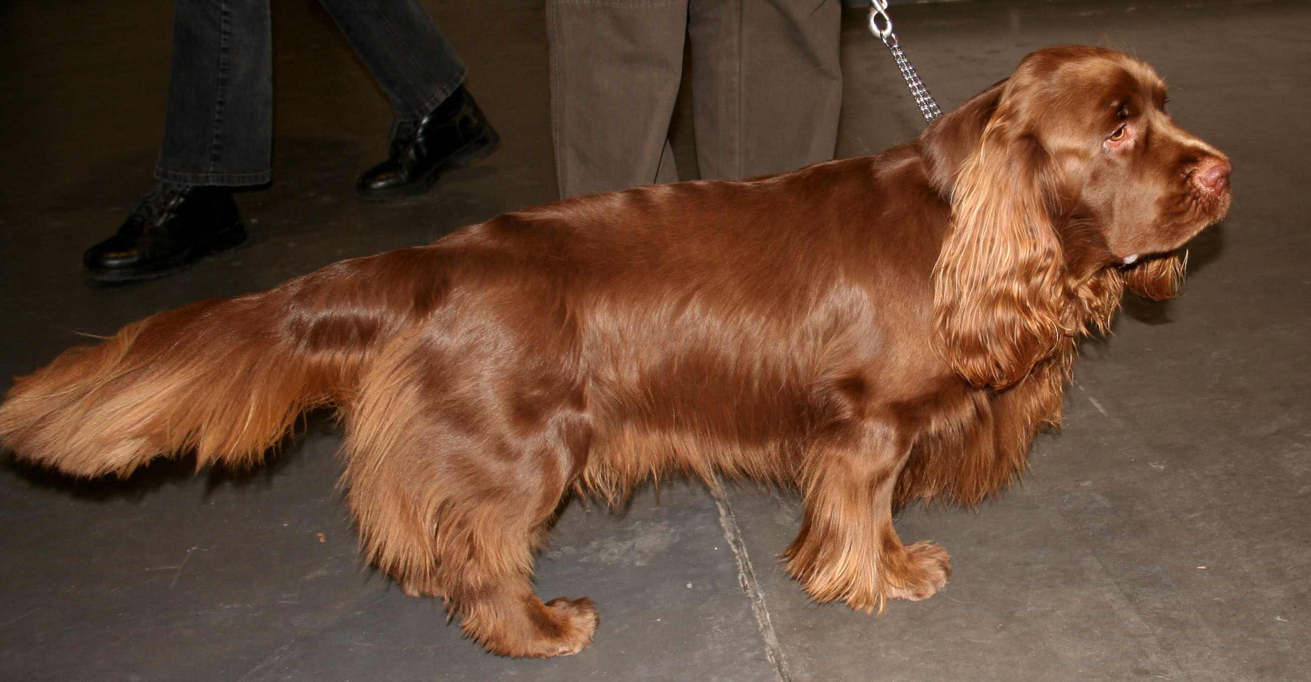 Sussex Spaniel wallpaper