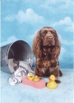 Sussex Spaniel portrait