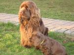 Sussex Spaniel with her puppy