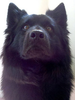 Swedish Lapphund dog face