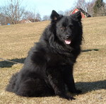 Swedish Lapphund dog in nature