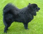 Swedish Lapphund in the grass