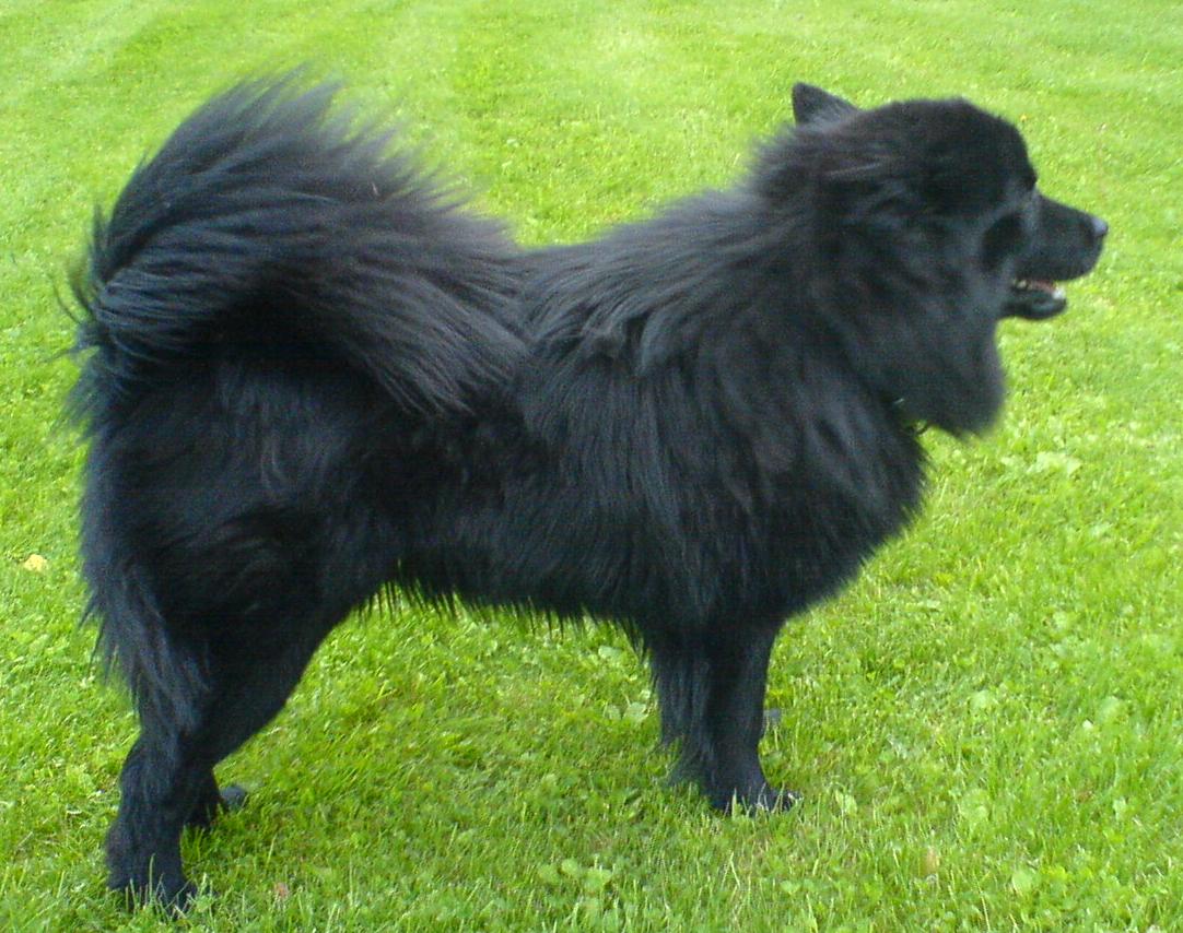 Swedish Lapphund wallpaper