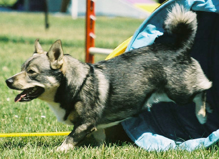 Swedish Vallhund wallpaper