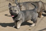 Swedish Vallhund puppy