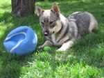 Swedish Vallhund with a ball