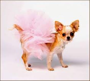 Sweet Chihuahua dog girl wallpaper