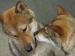 Sweet Shikoku dogs