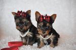 Sweet Yorkshire Terrier dogs 