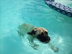 Swimming American Mastiff dog