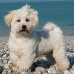 Swimming Coton de Tulear dog