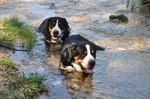 Swimming Greater Swiss Mountain Dogs