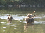 Swimming Otterhound dogs