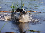 Swimming Pointer dog