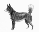 Tahltan Bear Dog side view