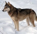 Tamaskan dog in the snow