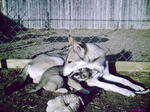 Tamaskan dog with her baby