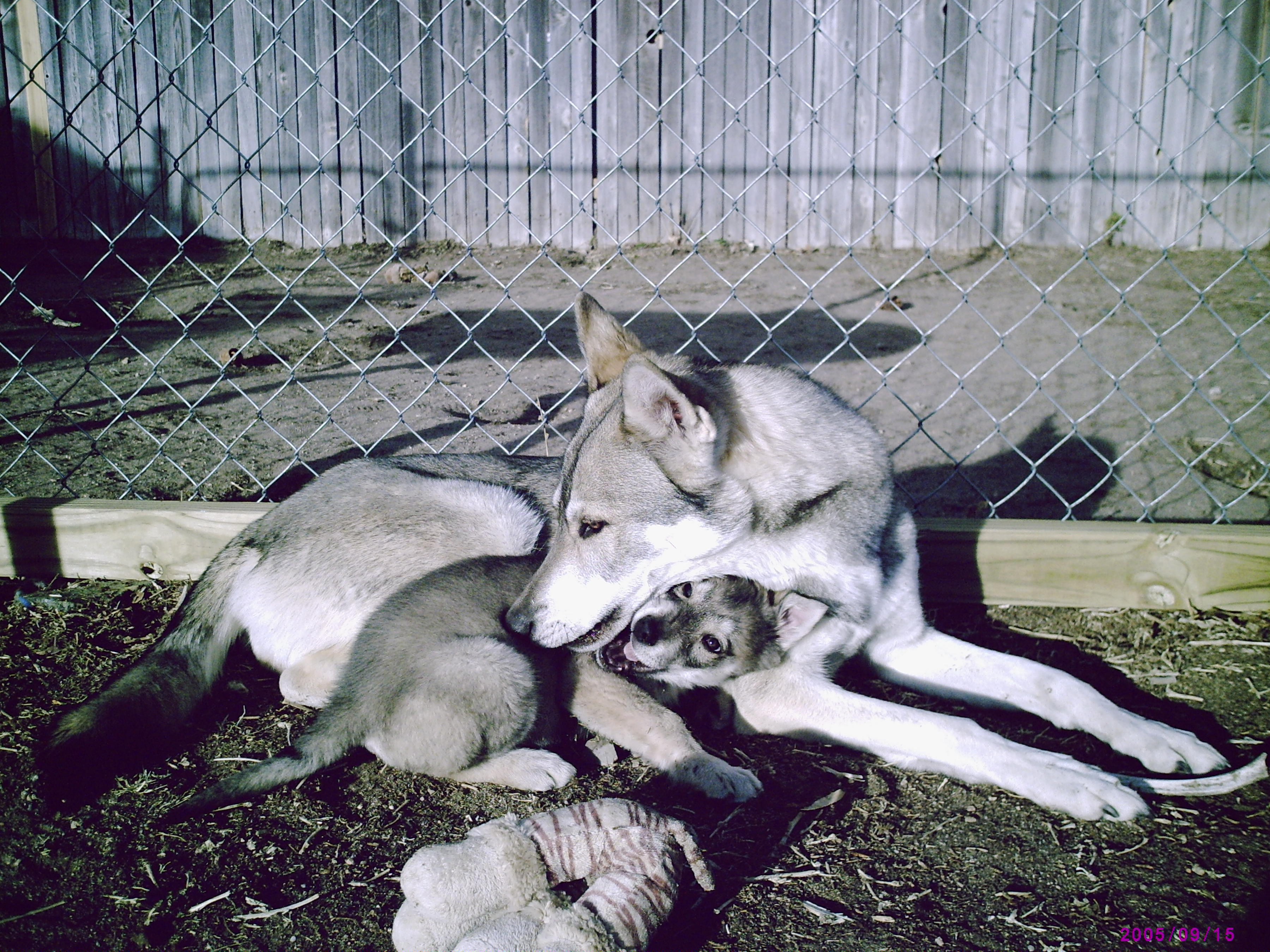 Tamaskan dog with her baby wallpaper