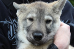 Tamaskan puppy face