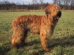 Tawny Briard dog