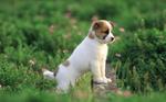 Teddy Roosevelt Terrier puppy