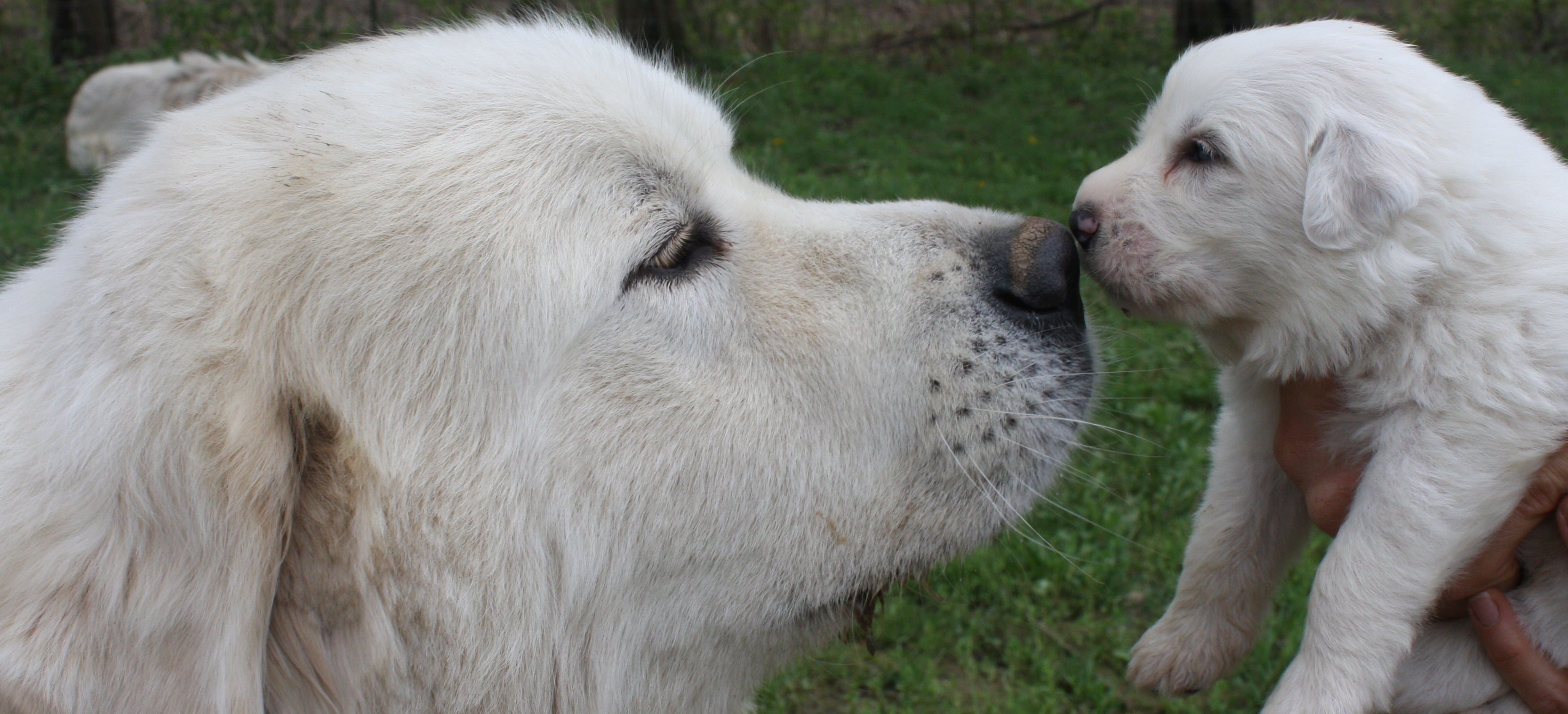 Tender Great Pyrenees dog with her baby wallpaper