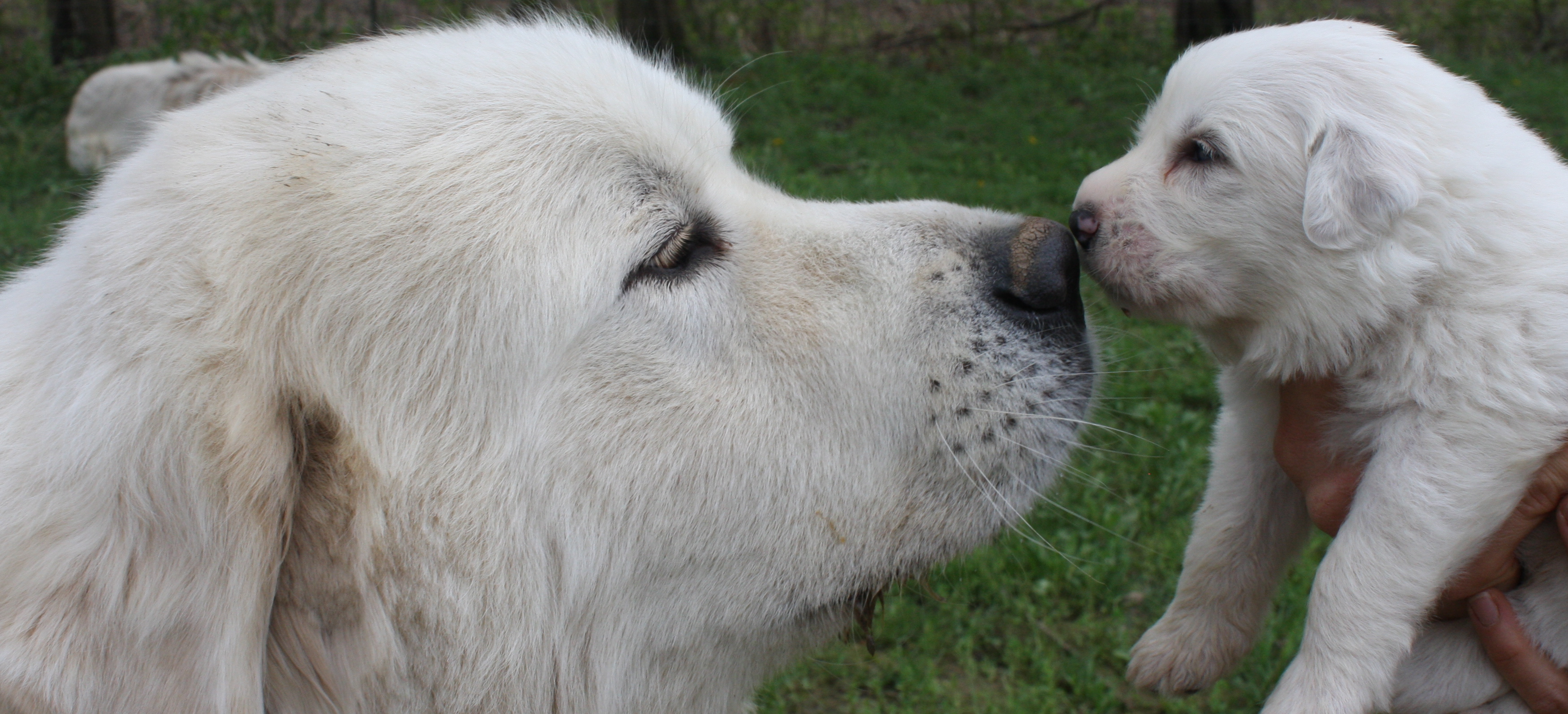 baby great pyrenees