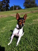 Tenderfield Terrier on the field